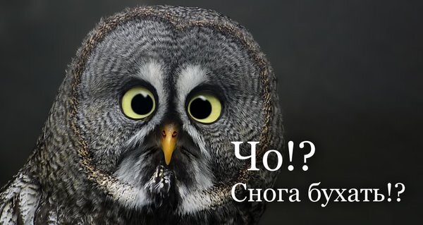 Смешной мем с удивленной совой. Текст на картинке: «Чо!? Снога бухать!?». Идеально для передачи эмоций шока и удивления в соцсетях. Открытка Чо!? Снова сегодня бухать!? На изображении крупным планом запечатлена сова с широко открытыми удивленными глазами. Птица имеет детальную серую и белую текстуру перьев. На фоне фотографии расположен забавный текст на русском языке: «Чо!? Снога бухать!?», что придает картинке мемный и юмористический характер