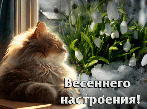 Уютный спящий кот на солнечном подоконнике и первые подснежники сквозь снег. Теплая картинка для весеннего настроения и вдохновения. Анимированная открытка Весеннего настроения! Красивое и уютное изображение, сочетающее в себе тепло домашнего очага и первые признаки весны. На переднем плане — пушистый рыжий кот, сладко спящий на солнечном подоконнике, залитом мягким светом. Рядом, сквозь остатки снега, пробиваются нежные белые подснежники. Картинка наполнена атмосферой умиротворения, надежды и тепла