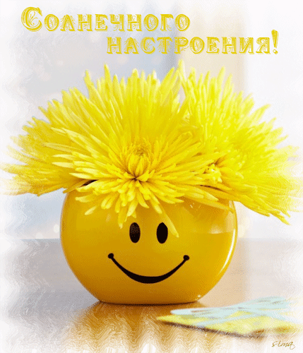 Яркая открытка «Солнечного настроения!» с желтыми цветами и веселым смайликом. Идеальное доброе пожелание для поднятия настроения! Анимированная открытка Солнечного настроения! Яркая и позитивная открытка с изображением двух пышных желтых хризантем в горшке, украшенном милой улыбающейся мордочкой (смайликом). Надпись на русском языке «Солнечного настроения!» в золотистых тонах создает атмосферу тепла, радости и оптимизма