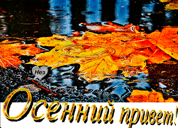 Осенняя открытка «Осенний привет!»: яркие кленовые листья в воде и уютная атмосфера золотой осени. Идеально для осенних поздравлений. Анимированная открытка Осенний привет! Атмосферная осенняя открытка с яркими желтыми и оранжевыми кленовыми листьями, плавающими в луже. На переднем плане видна красивая надпись золотистым шрифтом «Осенний привет!»