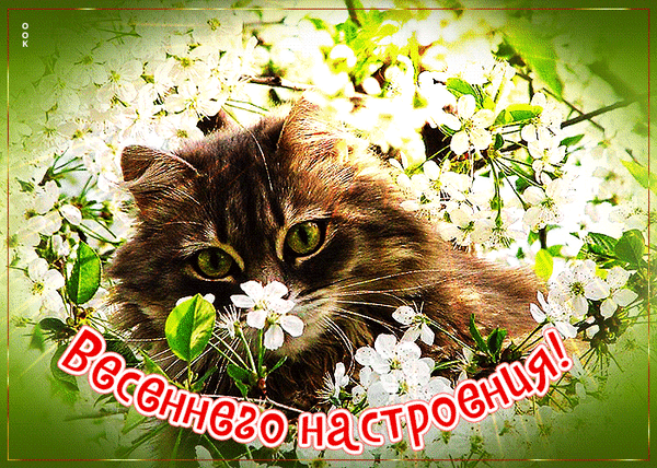 Милый полосатый кот среди цветущих белых цветов с надписью «Весеннего настроения!». Красивая весенняя открытка для поздравлений и соцсетей. Анимированная открытка Весеннего настроения Милое изображение пушистого полосатого кота, отдыхающего среди цветущих ветвей белых цветов. На картинке нанесена красивая надпись на русском языке «Весеннего настроения!». Атмосферное фото передает дух весны, нежность и уют