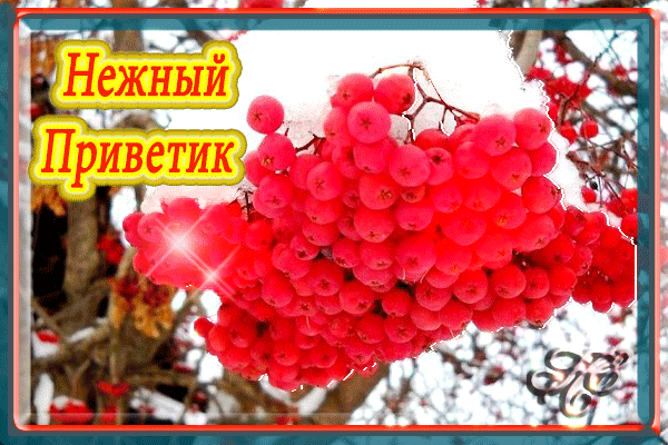 Открытка «Нежный Приветик» с красной рябиной на снегу. Красивое зимнее пожелание и доброе приветствие для близких в мессенджеры и соцсети. Анимированная открытка Нежный Приветик Красивая поздравительная открытка с изображением сочных красных ягод рябины на фоне заснеженных веток. На картинке наложен яркий текст на желтом фоне: «Нежный Приветик». Изображение передает атмосферу зимней сказки, уюта и тепла