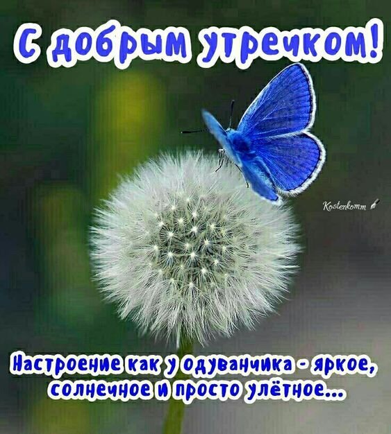 Красивая открытка «С добрым утречком!»: ярко-синяя бабочка на одуванчике и позитивное пожелание отличного, солнечного и «улетного» настроения на весь день. Открытка С добрым утречком! Настроение как у одуванчика-солнечное и просто улетное... Красивая и вдохновляющая открытка на доброе утро. На изображении запечатлена ярко-синяя бабочка, присевшая на пушистое семя одуванчика. Фон мягкий и размытый, что создает ощущение легкости и природной гармонии. На картинке присутствует поздравительный текст на русском языке: «С добрым утречком!» и мотивирующая фраза: «Настроение как у одуванчика — яркое, солнечное и просто улетное...»