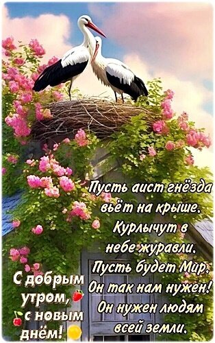 Красивая открытка с аистами в гнезде и пожеланием мира. Доброе утро, мир и уют! Идеально для душевных поздравлений в WhatsApp и соцсетях. Открытка Доброе утро! Живописная поздравительная открытка с изображением пары белых аистов, уютно устроившихся в гнезде на крыше дома среди пышных розовых цветов. На фоне — нежное небесное небо в закатных или рассветных тонах. Изображение дополнено трогательным текстом на русском языке о мире, добре и новом дне. Идеально подходит для отправки в мессенджерах и соцсетях в качестве доброго пожелания доброго утра, душевного спокойствия и мира всем людям Красивая открытка с аистами в гнезде и пожеланием мира. Доброе утро, мир и уют! Идеально для душевных поздравлений в WhatsApp и соцсетях. Открытка Доброе утро! Живописная поздравительная открытка с изображением пары белых аистов, уютно устроившихся в гнезде на крыше дома среди пышных розовых цветов. На фоне — нежное небесное небо в закатных или рассветных тонах. Изображение дополнено трогательным текстом на русском языке о мире, добре и новом дне. Идеально подходит для отправки в мессенджерах и соцсетях в качестве доброго пожелания доброго утра, душевного спокойствия и мира всем людям