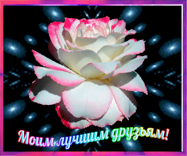 Красивая открытка с белой розой и надписью «Моим лучшим друзьям!». Идеальное изображение для теплых пожеланий и выражения любви к друзьям. Анимированная открытка Моим лучшим друзьям! Красивое и нежное изображение белой розы с розовой окантовкой лепестков на темном контрастном фоне с мерцающими бликами. В нижней части картинки расположена яркая, праздничная надпись на русском языке: «Моим лучшим друзьям!». Изображение выполнено в стиле открытки, идеально подходит для отправки в мессенджерах или социальных сетях в качестве теплого пожелания, знака внимания или выражения признательности лучшим друзьям