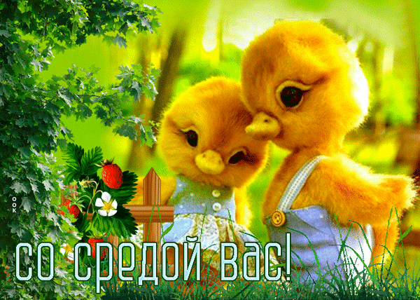 Милая открытка с двумя пушистыми цыплятами и надписью «Со средой вас!». Яркое летнее поздравление для друзей и близких в мессенджеры. Анимированная открытка Со средой вас Милая и яркая поздравительная открытка с двумя пушистыми желтыми цыплятами в одежде. На картинке изображены очаровательные птенцы на фоне солнечного летнего сада с зеленью и клубникой