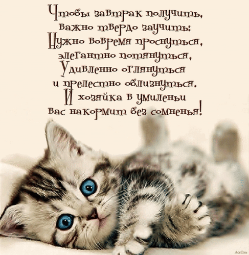 Милая открытка с котенком и смешным стихом про завтрак. Идеальное доброе пожелание на утро для хорошего настроения! Анимированная открытка Чтобы завтрак получить, важно твердо заучить: нужно вовремя проснуться. Милая и забавная открытка с изображением пушистого полосатого котенка с большими голубыми глазами. На картинке размещен шуточный стих на русском языке о том, как важно проснуться вовремя и грациозно, чтобы получить вкусный завтрак. Идеально подходит для отправки друзьям и близким в качестве доброго утреннего пожелания или позитивного настроения на весь день