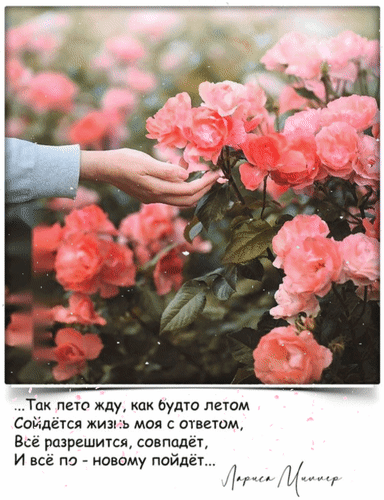 Розовые розы и вдохновляющая цитата Ларисы Миннер о переменах в жизни и ожидании лета. Эстетичная картинка с красивым текстом для соцсетей. Анимированная открытка ... Так лето жду, как будто летом сойдется жизнь моя с ответом, все разрешится, совпадет и все по-нов Эстетичное изображение розовых роз в саду с нежной рукой, тянущейся к цветам. На картинке размещен вдохновляющий текст на русском языке о надежде, переменах в жизни и ожидании лета. Атмосферное фото с романтическим и философским настроением, идеально подходящее для постов в социальных сетях, цитат о жизни и летнего настроения Розовые розы и вдохновляющая цитата Ларисы Миннер о переменах в жизни и ожидании лета. Эстетичная картинка с красивым текстом для соцсетей. Анимированная открытка ... Так лето жду, как будто летом сойдется жизнь моя с ответом, все разрешится, совпадет и все по-нов Эстетичное изображение розовых роз в саду с нежной рукой, тянущейся к цветам. На картинке размещен вдохновляющий текст на русском языке о надежде, переменах в жизни и ожидании лета. Атмосферное фото с романтическим и философским настроением, идеально подходящее для постов в социальных сетях, цитат о жизни и летнего настроения