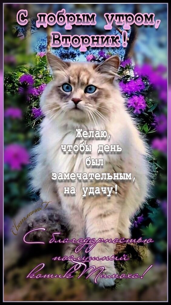 Доброе утро, Вторник! Милая открытка с пушистым котом и пожеланиями удачного и замечательного дня. Идеально для рассылки в WhatsApp и соцсетях. Открытка С добрым утром вторника! Милая открытка для пожелания доброго утра во вторник. На изображении запечатлен пушистый длинношерстный кот с голубыми глазами на фоне ярких фиолетовых цветов. На картинке наложен текст на русском языке: «С добрым утром, Вторник! Желаю, чтобы день был замечательным, на удачу! С благодарностью получила комик Малоха!»