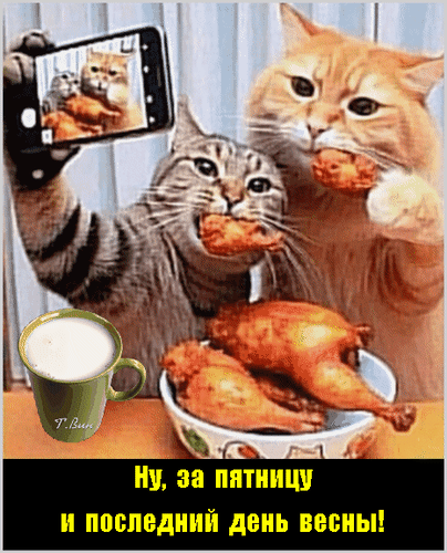 Забавный мем с котами, которые празднуют пятницу и последний день весны, поедая жареную курицу и делая селфи. Идеально для настроения! Анимированная открытка Ну, за пятницу и последний день весны! Смешной мем с двумя котами, которые устроили вечеринку: один кот делает селфи на смартфон, а другой с аппетитом ест жареную курицу. На столе перед ними стоит тарелка с куриными ножками и чашка с напитком. Внизу расположена забавная надпись на русском языке: «Ну, за пятницу и последний день весны!»