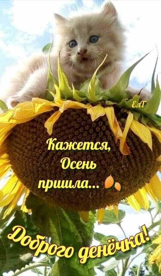 Милый котенок в подсолнухе с надписью Кажется, Осень пришла... Доброго денечка!. Уютная осенняя открытка для соцсетей и добрых пожеланий. Открытка Кажется, Осень пришла... Милое и уютное изображение для осеннего настроения. На картинке запечатлен пушистый светлый котенок, который выглядывает из центра огромного подсолнуха. На фоне яркого голубого неба и золотистых лепестков подсолнуха расположен текст на русском языке: 