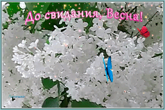Красивая открытка До свидания, Весна! с белой сиренью и яркими бабочками. Нежная весенняя картинка с мерцающими искрами и романтичным настроением. Анимированная открытка До свидания, Весна! Здравствуй, Лето! Красивая поздравительная открытка с изображением пышных соцветий белой сирени. На фоне нежных цветов парят две яркие бабочки — красная и голубая, добавляя картинке динамики и волшебства. В верхней части композиции расположена надпись розовым каллиграфическим шрифтом с блестками: 