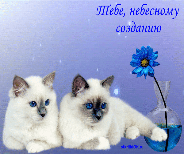 Милая открытка с двумя белыми котятами, синим цветком и надписью «Тебе, небесному созданию». Нежное поздравление и комплимент для любимых. Анимированная открытка Тебе, небесному созданию Красивая поздравительная открытка с изображением двух очаровательных белых котят с голубыми глазами (сиамской или бирманской породы). Котята лежат на нежно-голубом фоне, украшенном мерцающими искрами. Справа расположена синяя ромашка в стеклянной вазе с водой. В верхней части изображения расположена надпись на русском языке красивым курсивом: 
