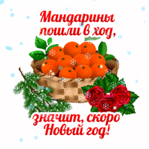 Новогодняя открытка с корзиной мандаринов, еловыми ветками и надписью: «Мандарины пошли в ход, значит, скоро Новый год!». Праздничная зимняя картинка для поздравлений. Анимированная открытка Мандаринки пошли в ход, значит, скоро Новый год! Праздничная новогодняя открытка с корзиной спелых мандаринов, украшенная ветками ели и красными розами на фоне падающего снега. На картинке красуется поздравительная надпись на русском языке: «Мандарины пошли в ход, значит, скоро Новый год!». Изображение передает атмосферу зимнего праздника, уюта и предвкушения новогодних торжеств