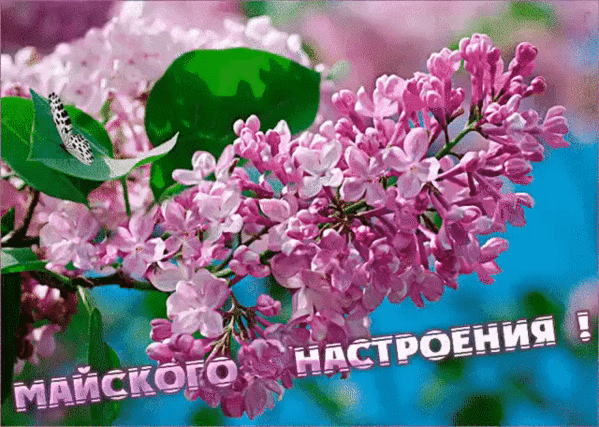 Цветущая розовая сирень с бабочкой и надписью «МАЙСКОГО НАСТРОЕНИЯ!» на голубом небе. Прекрасная весенняя открытка для позитивного настроения. Анимированная открытка Майского настроения! Красивое весеннее изображение цветущей сирени нежно-розового оттенка на фоне ярко-голубого неба. На сочном зеленом листе сидит изящная белая бабочка с черными пятнами. Композиция украшена вдохновляющей надписью на русском языке «МАЙСКОГО НАСТРОЕНИЯ!», передающей атмосферу весеннего пробуждения, тепла и радости