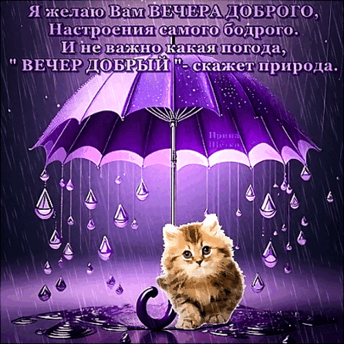 Милая открытка с котенком под зонтом и пожеланием доброго вечера. Душевное изображение для отправки друзьям и близким в WhatsApp, Viber или соцсетях. Анимированная открытка Добрый вечер! Красивая поздравительная открытка с милым рыжим котенком под фиолетовым зонтом под дождем. На изображении размещен душевный текст на русском языке: 