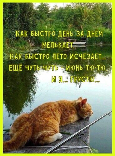 Рыжий кот отдыхает на мостике у пруда. Душевная картинка с цитатой о быстротечности лета и уходящем июне. Грустное и милое летнее настроение. Открытка Еще чуть-чуть июнь тю-тю Уютная и меланхоличная картинка с рыжим котом, который отдыхает на деревянном мостике у пруда. На фоне — спокойная природа, зелень деревьев и зеркальная гладь воды. На изображении наложен текст на русском языке о быстротечности времени, уходящем лете и грусти по июню. Идеально подходит для тематики «душевные картинки», «цитаты о жизни», «летнего настроения» и «милых животных»