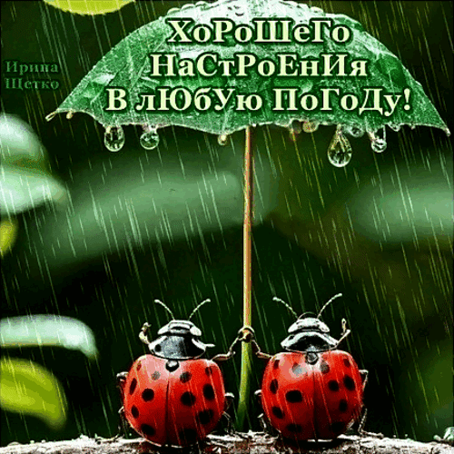 Две божьи коровки под зеленым листом-зонтом под дождем. Картинка с пожеланием хорошего дождливого настроения в любую погоду. Идеально для открытки или соцсетей. Анимированная открытка Хорошего настроения! Атмосферное и позитивное изображение двух божьих коровок, которые вместе держат большой зеленый лист в качестве зонтика под дождем. На картинке надпись на русском языке: «ХоРоШеГо НаСтРоЕния в люБуЮ ПоГоДу!». Иллюстрация наполнена уютом и вдохновением, идеально подходит для открыток, пожеланий хорошего настроения и публикации в социальных сетях в дождливую погоду