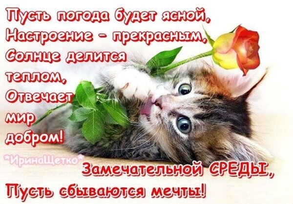 Милая открытка с котенком и розой. Пожелание прекрасного настроения, добра и исполнения мечтаний в замечательную среду! Идеально для соцсетей. Открытка Замечательной среды! Пусть сбываются мечты! Милая открытка с пушистым котенком, держащим желтую розу. На изображении расположен вдохновляющий текст на русском языке: пожелания ясной погоды, прекрасного настроения, тепла и доброты. Поздравление с замечательной средой и пожелание исполнения мечтаний