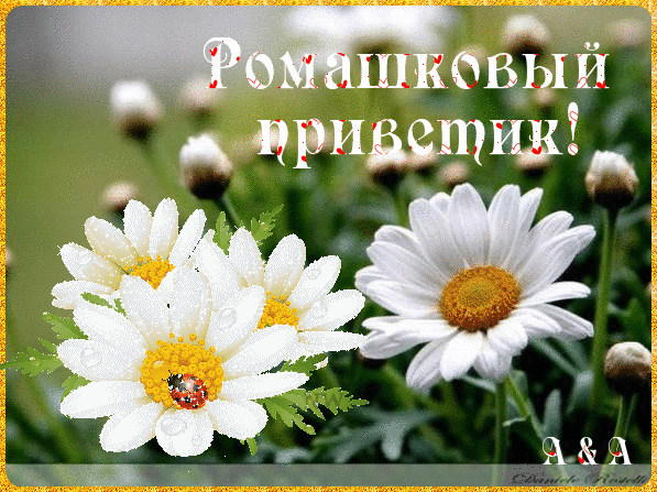 Милая открытка «Ромашковый приветик!» с нежными белыми ромашками и каплями росы. Идеально для доброго приветствия и весеннего настроения! Анимированная открытка Ромашковый приветик! Красивая поздравительная открытка с нежными белыми ромашками, покрытыми каплями росы. На изображении крупным планом представлены распустившиеся цветы с желтыми сердцевинами и бутоны на фоне размытой зелени. Сверху наложен декоративный текст на русском языке «Ромашковый приветик!» с маленькими сердечками. Изображение выполнено в светлых, весенних тонах, создавая атмосферу уюта, радости и тепла