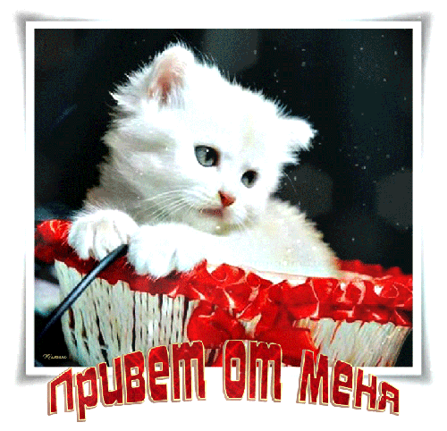 Милый белый котенок в корзине с красными розами и надписью «привет от меня». Идеальная открытка для отправки друзьям и близким в мессенджерах. Анимированная открытка Привет от меня Милое изображение белого пушистого котенка, выглядывающего из корзины с красными лепестками роз. На картинке присутствует надпись на русском языке «привет от меня». Идеально подходит для использования в качестве поздравительной открытки, милой картинки для мессенджеров или эмоционального статуса в социальных сетях