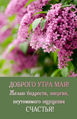 Открытка «Доброго утра мая!» с красивыми цветами сирени. Пожелание бодрости, энергии и счастья для прекрасного весеннего настроения. Анимированная открытка Доброго утра мая! Желаю бодрости, энергии, неутомимого ощущения счастья! Красивая поздравительная открытка с изображением нежных цветущих сирени розового цвета. На фоне сочной зелени лепестков создается весеннее настроение. На картинке расположен вдохновляющий текст на русском языке: ДОБРОГО УТРА МАЯ! Желаю бодрости, энергии, неутомимого ощущения СЧАСТЬЯ!