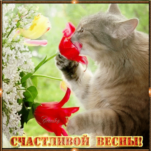 Милая открытка с котенком и тюльпанами: поздравление «Счастливой весны!» на фоне сирени. Идеальная весенняя картинка для отправки друзьям и близким. Анимированная открытка Счастливой весны! Милая и эстетичная открытка к весне: пушистый серый котенок с любопытством нюхает яркие красные тюльпаны на фоне цветущей сирени. Изображение наполнено весенним настроением, свежестью и нежностью. Теплые золотистые буквы с надписью «Счастливой весны!» делают это фото идеальным для поздравления близких и друзей с началом весны