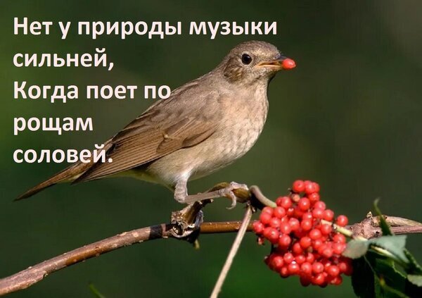Красивая картинка с цитатой о соловье и пении птиц. На фото соловей на ветке с красными ягодами. Эстетика природы и поэзия в одном кадре. Открытка Нет у природы музыки сильней, Когда поет по рощам соловей. Изображение с красивой цитатой о пении соловья на фоне фотографии маленькой певчей птицы, сидящей на ветке рядом с гроздью ярко-красных ягод. На картинке наложен текст на русском языке: Нет у природы музыки сильней, Когда поет по рощам соловей