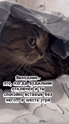 Мем с котом под одеялом о том, как круто просыпаться в 6 утра в выходные без будильника. Смешная жизненная цитата про идеальное утро и отдых. Анимированная открытка Юмор Забавное и жизненное изображение с котом, спрятавшимся под одеялом, которое иллюстрирует философию идеальных выходных. На картинке наложен текст на русском языке: «Выходные — это, когда будильник отключен и ты спокойно встаешь без него... в шесть утра». Изображение идеально подходит для мемов о продуктивности, иронии над режимом сна и уютной атмосферой утра