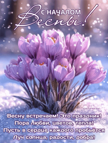 Красивая открытка «С началом весны!» с фиолетовыми крокусами. Пожелания тепла, любви и радости для праздничного настроения. Анимированная открытка С началом весны! Весну встречаем! Это праздник! Пора любви, цветов, тепла! Красивая поздравительная открытка к началу весны с изображением нежных фиолетовых крокусов, пробивающихся сквозь снег. На картинке присутствует вдохновляющая надпись на русском языке: «С началом весны! Весну встречаем! Это праздник! Пора любви, цветов, тепла! Пусть в сердце каждого пробьется луч солнца, радости, добра!»