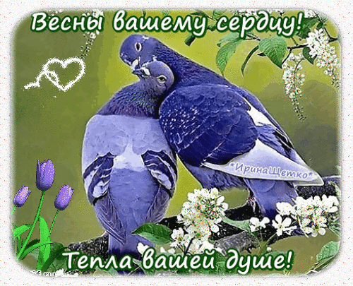Открытка с голубями и пожеланиями «Весны вашему сердцу! Тепла вашей душе!». Красивое весеннее поздравление для близких и любимых. Анимированная открытка Весны вашему сердцу... Красочная поздравительная открытка с изображением двух нежных голубей, прижимающихся друг к другу, что символизирует любовь и верность. На фоне — весенняя зелень и распускающиеся белые цветы. Картинка украшена вдохновляющими надписями на русском языке: «Весны вашему сердцу!» и «Тепла вашей душе!»