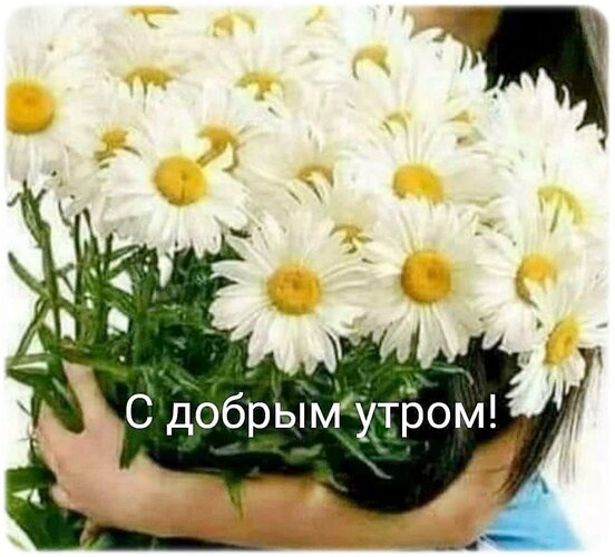 Красивая открытка с букетом белых ромашек и надписью «С добрым утром!». Идеально для добрых пожеланий и утренних поздравлений в соцсетях и мессенджерах. Открытка Доброе утро! Красивое и нежное изображение букета белых ромашек с желтыми сердцевинами, который держит человек. На картинке нанесена поздравительная надпись на русском языке «С добрым утром!». Идеально подходит для использования в качестве открытки, пожелания доброго утра в социальных сетях, мессенджерах (WhatsApp, Telegram) или в качестве эмоционального фона для утренних постов