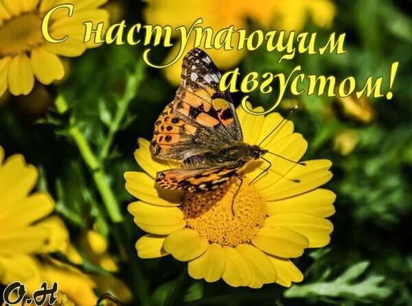 Поздравительная открытка «С наступающим августом!» с красивой бабочкой на желтом цветке. Яркая летняя картинка для пожеланий и настроения. Открытка С наступающим августом! Красивая поздравительная открытка к началу августа. На изображении запечатлена яркая бабочка, отдыхающая на крупном желтом цветке (ромашке или гербере). Фон состоит из сочной зеленой листвы и размытых желтых бутонов, создавая атмосферу теплого летнего дня. На картинке нанесен праздничный текст на русском языке: С наступающим августом! Поздравительная открытка «С наступающим августом!» с красивой бабочкой на желтом цветке. Яркая летняя картинка для пожеланий и настроения. Открытка С наступающим августом! Красивая поздравительная открытка к началу августа. На изображении запечатлена яркая бабочка, отдыхающая на крупном желтом цветке (ромашке или гербере). Фон состоит из сочной зеленой листвы и размытых желтых бутонов, создавая атмосферу теплого летнего дня. На картинке нанесен праздничный текст на русском языке: С наступающим августом!