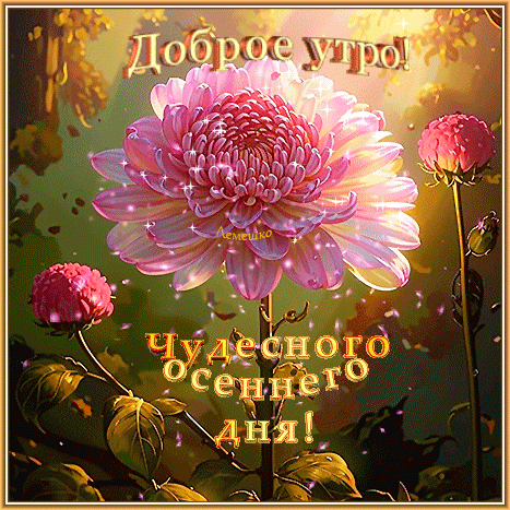 Красивая осенняя открытка «Доброе утро! Чудесного осеннего дня!» с пышным розовым цветком и солнечными бликами. Идеально для пожелания хорошего дня! Анимированная открытка Доброе утро! Чудесного осеннего дня! Красочная открытка с пожеланием доброго утра. На изображении крупным планом изображен пышный розовый цветок хризантемы, окруженный бутонами на фоне осеннего сада. Золотистые искры и мягкий солнечный свет создают теплую, уютную атмосферу. Текст на русском языке гласит: Доброе утро! Чудесного осеннего дня! Красивая осенняя открытка «Доброе утро! Чудесного осеннего дня!» с пышным розовым цветком и солнечными бликами. Идеально для пожелания хорошего дня! Анимированная открытка Доброе утро! Чудесного осеннего дня! Красочная открытка с пожеланием доброго утра. На изображении крупным планом изображен пышный розовый цветок хризантемы, окруженный бутонами на фоне осеннего сада. Золотистые искры и мягкий солнечный свет создают теплую, уютную атмосферу. Текст на русском языке гласит: Доброе утро! Чудесного осеннего дня!