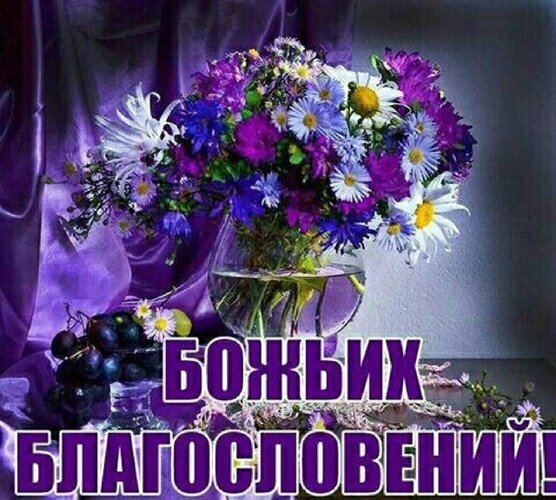 Красивый букет фиолетовых цветов и виноград с надписью «БОЖЬИХ БЛАГОСЛОВЕНИЙ!». Душевная поздравительная открытка с пожеланиями добра и светлых чувств. Открытка Божьих благословений Красивый натюрморт с пышным букетом фиолетовых и белых цветов (хризантемы, астры) в стеклянной вазе с водой. Рядом на столе лежит гроздь темного винограда. Фон украшен нежной фиолетовой тканью. На переднем плане расположена крупная надпись на русском языке «БОЖЬИХ БЛАГОСЛОВЕНИЙ!», создающая атмосферу духовности, тепла и позитивного пожелания