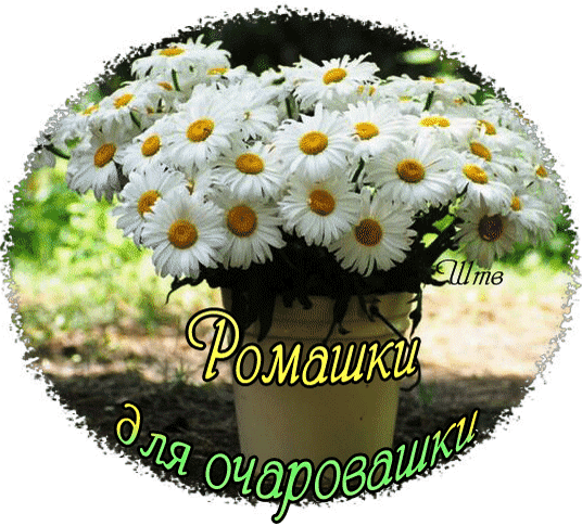 Букет белых ромашек в горшке с надписью «Ромашки для очаровашки». Красивая поздравительная открытка в круглой форме для отправки близким. Анимированная открытка Ромашки для очаровашки! Красивая композиция из свежих белых ромашек в горшке, оформленная в виде декоративной открытки. На изображении представлен пышный букет белых цветов с ярко-желтыми сердцевинами, помещенный в светлый горшок. На переднем плане наложен декоративный текст на русском языке: «Ромашки для очаровашки». Изображение имеет круглую форму с эффектом рваного края, что делает его идеальным для использования в качестве поздравительной картинки, стикера или декоративного элемента для соцсетей и мессенджеров