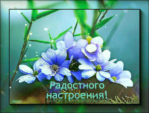 Эстетичная открытка с нежными голубыми цветами и надписью «Радостного настроения!». Красивое изображение для добрых пожеланий и поднятия настроения. Анимированная открытка Радостного настроения Красивая эстетичная открытка с нежными голубыми цветами и каплями росы на лепестках. На изображении представлена композиция из светлых синих соцветий на фоне зелени, создающая атмосферу свежести и весеннего утра