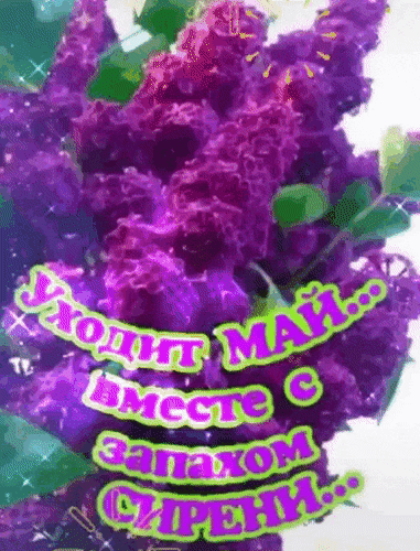 Красивая картинка с фиолетовой сиренью и надписью «Уходит май... вместе с запахом сирени...». Эстетичное изображение для соцсетей и пожеланий. Анимированная открытка Уходит Май... Красочное поздравительное изображение с пышными ветками ярко-фиолетовой сирени. На фоне цветов размещена эмоциональная надпись на русском языке: «Уходит май... вместе с запахом сирени...». Картинка выполнена в сочных, насыщенных тонах с добавлением сверкающих эффектов, создавая атмосферу светлой грусти по уходящему весеннему месяцу