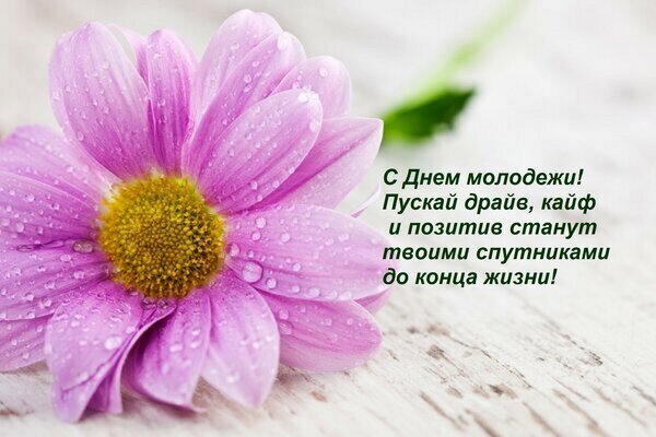 Поздравительная открытка к Дню молодежи с красивым розовым цветком и вдохновляющей надписью о драйве, кайфе и позитиве на всю жизнь. Открытка С Днем молодежи! Пускай драйв, кайф и позитив станут твоими спутниками до конца жизни! Красивая поздравительная открытка к Дню молодежи. На изображении крупным планом изображен нежный розовый цветок (хризантема или гербера) с каплями росы на лепестках, лежащий на светлой деревянной поверхности. Справа расположен вдохновляющий текст на русском языке: С Днем молодежи! Пусть драйв, кайф и позитив станут твоими спутниками до конца жизни!