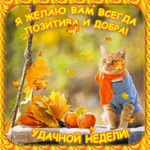 Осенняя открытка с рыжим котом в свитере. Пожелание позитива, добра и удачной недели на фоне золотой осени и яблок. Красивое поздравление для соцсетей. Анимированная открытка Удачной недели! Красочная осенняя открытка с милым рыжим котом в уютном синем свитере и оранжевом шарфе. На фоне — золотая осень, осенние листья и спелые яблоки. Изображение дополнено вдохновляющей надписью на русском языке: «Я желаю вам всегда позитива и добра! Удачной недели!»