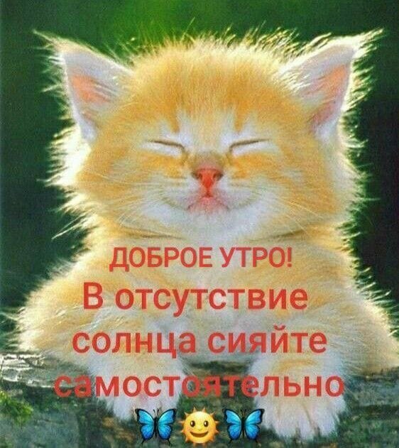Милый рыжий котенок с пожеланием доброго утра. Вдохновляющая картинка с текстом «В отсутствие солнца сияйте самостоятельно» для поднятия настроения. Открытка Доброе утро Милое и пушистое рыжее котенка с закрытыми глазами, излучающее спокойствие и уют. На изображении наложен вдохновляющий текст на русском языке: «ДОБРОЕ УТРО! В отсутствие солнца сияйте самостоятельно». Картинка идеально подходит для утренних пожеланий в социальных сетях, мессенджерах и статусах, чтобы поднять настроение и подарить позитивные эмоции близким и друзьям Милый рыжий котенок с пожеланием доброго утра. Вдохновляющая картинка с текстом «В отсутствие солнца сияйте самостоятельно» для поднятия настроения. Открытка Доброе утро Милое и пушистое рыжее котенка с закрытыми глазами, излучающее спокойствие и уют. На изображении наложен вдохновляющий текст на русском языке: «ДОБРОЕ УТРО! В отсутствие солнца сияйте самостоятельно». Картинка идеально подходит для утренних пожеланий в социальных сетях, мессенджерах и статусах, чтобы поднять настроение и подарить позитивные эмоции близким и друзьям