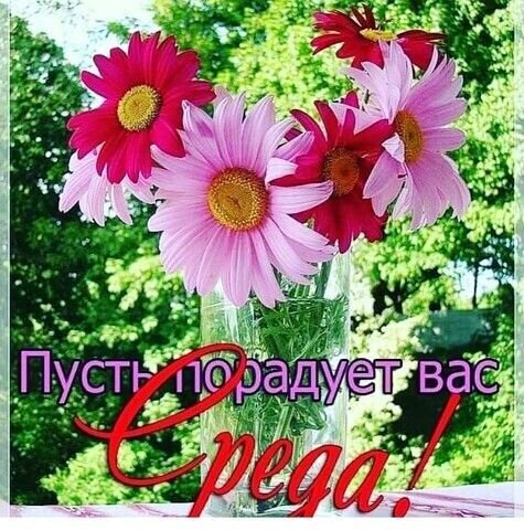 Красивый букет гербер с надписью Пусть порадует вас среда!. Яркая картинка-пожелание для поднятия настроения в середине недели. Открытка Пусть среда вас радует! Красивое и яркое изображение букета розовых и красных гербер в прозрачной вазе на фоне сочной зеленой листвы. На картинке наложен жизнерадостный текст на русском языке: 