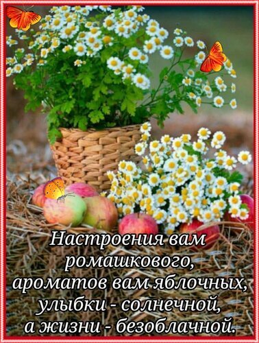 Поздравительная открытка с ромашками, яблоками и бабочками. Теплые пожелания: ромашкового настроения, яблочных ароматов и солнечных улыбок. Открытка Настроения ромашкового, ароматов яблочных, улыбки солнечной, жизни безоблачной! Красивая поздравительная открытка с изображением пышных букетов белых ромашек в плетеной корзинке и спелых красных яблок на фоне сена. Композицию дополняют яркие оранжевые бабочки, создающие атмосферу летнего уюта и тепла. На картинке нанесен душевный текст на русском языке с пожеланиями ромашкового настроения, яблочных ароматов, солнечных улыбок и безмятежной жизни