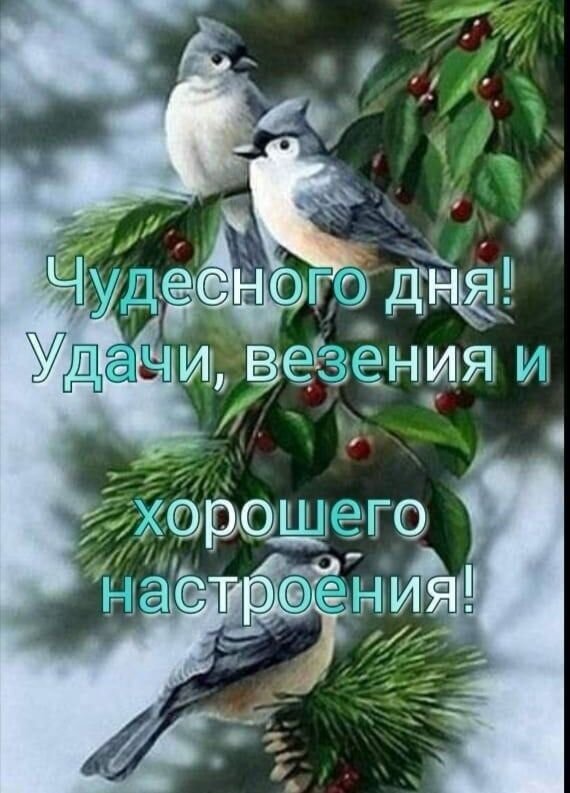 Красивая открытка с птичками и пожеланием: Чудесного дня! Удачи, везения и хорошего настроения!. Идеально для доброго пожелания близким и друзьям. Открытка Чудесного дня! Удачи, везения и хорошего настроения! Красивая открытка с изображением трех маленьких птичек, сидящих на ветке хвойного дерева с красными ягодами. На картинке нанесен поздравительный текст на русском языке: 