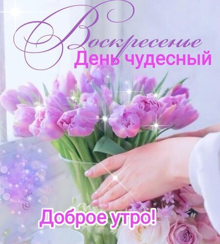 Поздравительная открытка на воскресенье: букет нежных фиолетовых тюльпанов и надпись «Воскресенье — День чудесный. Доброе утро!». Красивое пожелание доброго утра. Открытка Воскресенье день чудесный. Красивая поздравительная открытка с букетом нежных фиолетовых тюльпанов. На изображении нежные цветы в вазе, руки, касающиеся лепестков, и сверкающие блики света. Сверху элегантная надпись курсивом «Воскресенье — День чудесный», а внизу яркий текст «Доброе утро!». Идеально подходит для отправки в мессенджерах и социальных сетях для создания праздничного и уютного настроения в воскресное утро