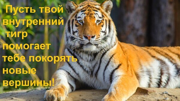 Мотивирующая картинка с тигром и надписью: Пусть твой внутренний тигр помогает тебе покорять новые вершины!. Идеально для постов о силе и успехе. Открытка Пусть твой внутренний тигр помогает тебе покорять новые вершины! Вдохновляющее изображение с величественным тигром, лежащим на земле. На картинке наложен мотивирующий текст на русском языке: 