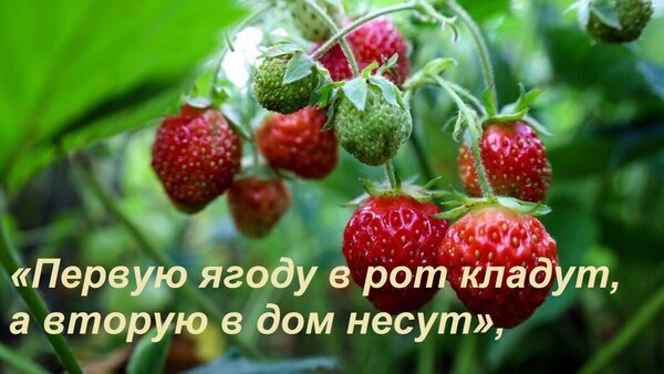Спелые красные ягоды клубники на кусте с пословицей о вкусе ягод. Макросъемка урожая, садоводства и летних витаминов. Открытка «Первую ягоду в рот кладут, а вторую в дом несут», Макрофотография спелых клубничных ягод на кусте в саду. На изображении представлена гроздь сочных красных ягод разной степени зрелости с зелеными чашелистиками на фоне размытой зелени. Поверх изображения наложена русская пословица: «Первую ягоду в рот кладут, а вторую в дом несут», подчеркивающая исключительный вкус и аппетитность плодов