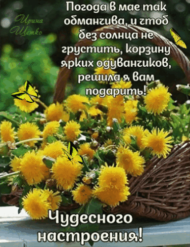 Весенняя открытка с корзиной желтых одуванчиков и бабочками. Доброе пожелание чудесного настроения в мае для друзей и близких. Анимированная открытка Чудесного настроения! Красивая поздравительная открытка с корзиной ярких желтых одуванчиков и летящими бабочками. На картинке размещен трогательный текст о весеннем настроении: «Погода в мае так обманчива, и чтоб без солнца не грустить, корзину ярких одуванчиков решила я вам подарить! Чудесного настроения!»