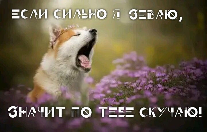 Милая картинка с зевающим щенком и надписью: «Если сильно я зеваю, значит по тебе скучаю!». Забавная открытка для любимых и друзей. Открытка Если сильно я зеваю, значит по тебе скучаю! Милая и забавная картинка с рыжим щенком, который сладко зевает на фоне красивых фиолетовых цветов. На изображении нанесен романтический и эмоциональный текст на русском языке: «Если сильно я зеваю, значит по тебе скучаю!». Это идеальный мем или открытка для отправки любимому человеку, чтобы выразить свои чувства в шутливой и доброй форме
