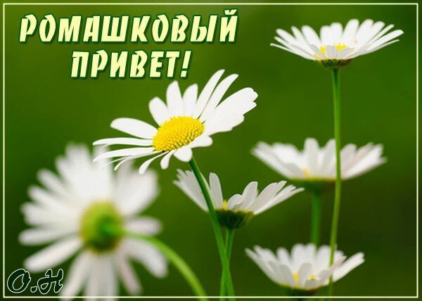 Яркая открытка с ромашками и надписью «Ромашковый привет!». Красивое изображение цветов для доброго пожелания и хорошего настроения. Открытка Ромашковый привет! Красивое и позитивное изображение с ромашками на фоне зеленой травы. На картинке крупным планом изображены белые цветы ромашки с ярко-желтой серединой. Сверху наложен приветственный текст на русском языке: «РОМАШКОВЫЙ ПРИВЕТ!»